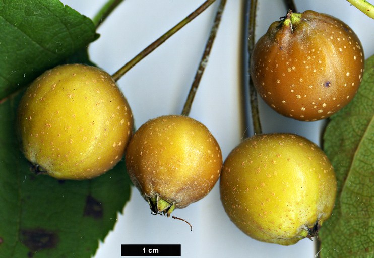 High resolution image: Family: Rosaceae - Genus: Malus - Taxon: prattii